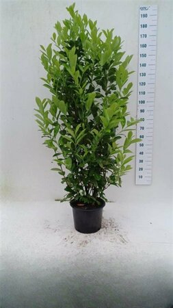 Prunus laurocerasus 'Rotundifolia' 100/125 KL. - afbeelding 12