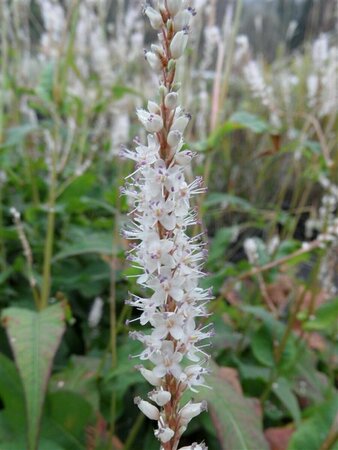 Persicaria amplexicaulis 'Alba' P9 - afbeelding 2