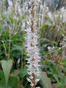 Persicaria amplexicaulis 'Alba' P9 - afbeelding 2