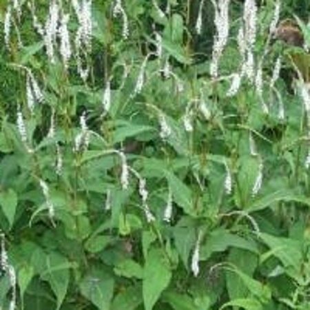 Persicaria amplexicaulis 'Alba' P9 - afbeelding 3