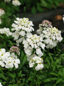 Iberis sempervirens 'Snowflake' P9 - afbeelding 4