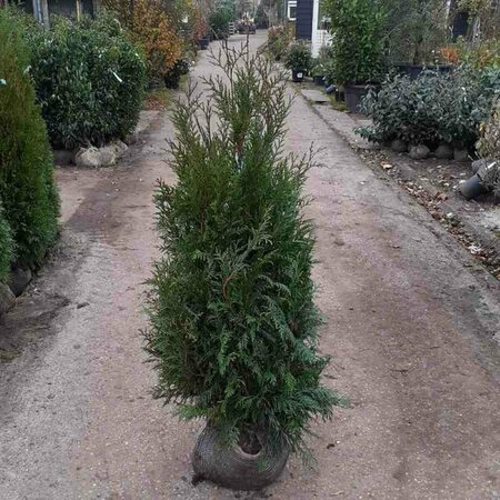 Thuja plicata 'Martin' 150/175 KL. - afbeelding 3