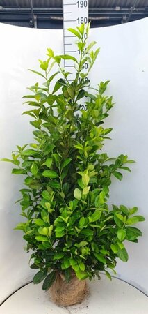 Prunus laurocerasus 'Rotundifolia' 175/200 KL. - afbeelding 8