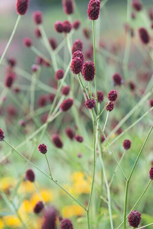 Sanguisorba officinalis P9 - afbeelding 1