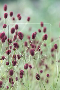 Sanguisorba officinalis P9 - afbeelding 2