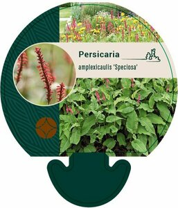 Persicaria amplexicaulis 'Speciosa' P9 - afbeelding 7