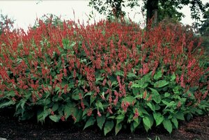 Persicaria amplexicaulis 'Speciosa' P9 - afbeelding 4