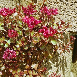 Sedum spurium 'Coccineum' P9 - afbeelding 2