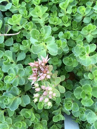 Sedum spurium 'Coccineum' P9 - afbeelding 3
