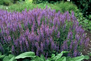 Salvia nemorosa 'Blauhügel' P9 - afbeelding 2