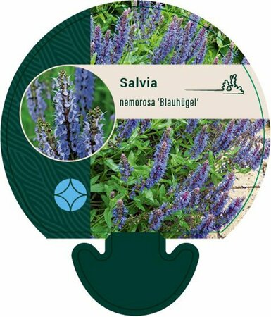 Salvia nemorosa 'Blauhügel' P9 - afbeelding 7