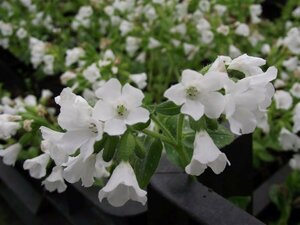 Pulmonaria officinalis 'Sissinghurst White P9 - afbeelding 5