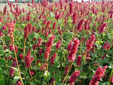 Persicaria amplexicaulis 'Lisan' P9 - afbeelding 2