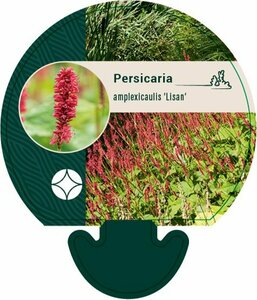 Persicaria amplexicaulis 'Lisan' P9 - afbeelding 4