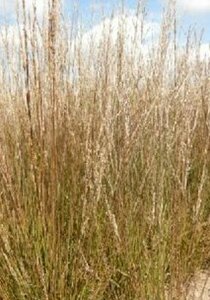 Molinia caerulea 'Moorflamme' P9