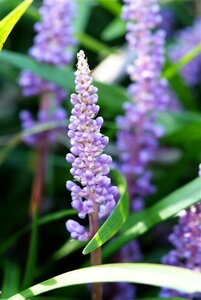 Liriope muscari 'Ingwersen' P9 - afbeelding 2