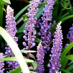 Liriope muscari 'Ingwersen' P9 - afbeelding 6