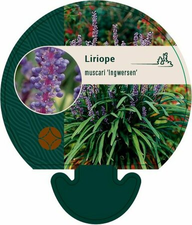 Liriope muscari 'Ingwersen' P9 - afbeelding 7