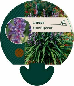 Liriope muscari 'Ingwersen' P9 - afbeelding 7