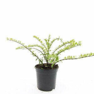 Lonicera nitida 'Maigrün' C1.5