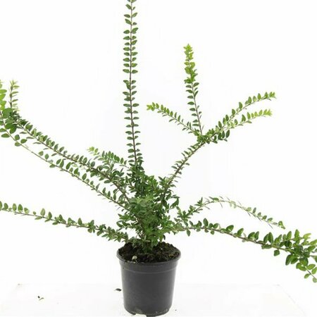 Lonicera nitida 'Maigrün' C1.5 - afbeelding 9