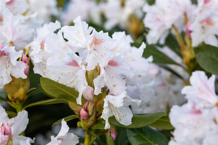 Rhododendron 'Cunningham's White' 60/80 KL. - afbeelding 2