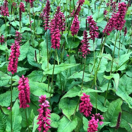 Persicaria amplexicaulis 'JS Caliente' P9 - afbeelding 3