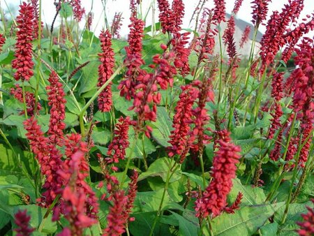 Persicaria amplexicaulis 'JS Caliente' P9 - afbeelding 1