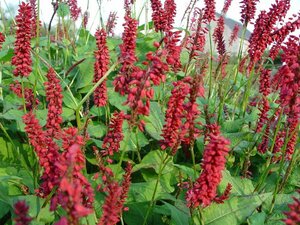 Persicaria amplexicaulis 'JS Caliente' P9