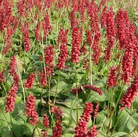Persicaria amplexicaulis 'JS Caliente' P9 - afbeelding 5