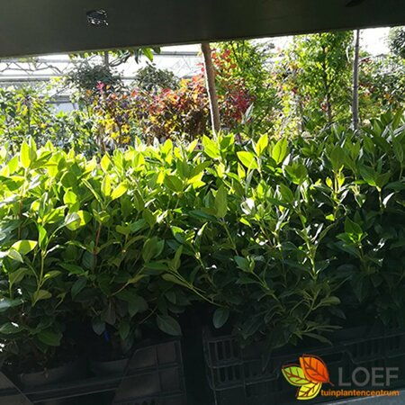 Viburnum tinus 125/150 C. - afbeelding 4