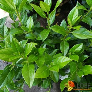 Viburnum tinus 125/150 C. - afbeelding 2