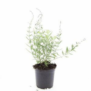 Perovskia 'Blue Spire' C2 - afbeelding 4