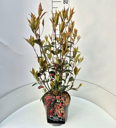 Photinia fraseri 'Red Robin' ST. 100 C.  - afbeelding 7