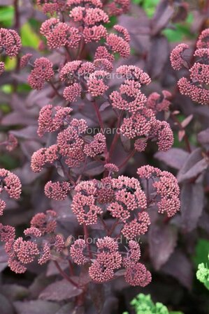 Sedum 'Purple Emperor' P9 - afbeelding 1