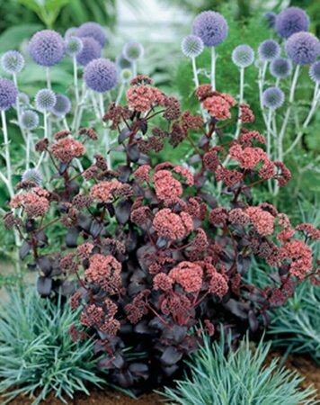 Sedum 'Purple Emperor' P9 - afbeelding 3