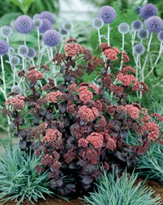 Sedum 'Purple Emperor' P9 - afbeelding 3