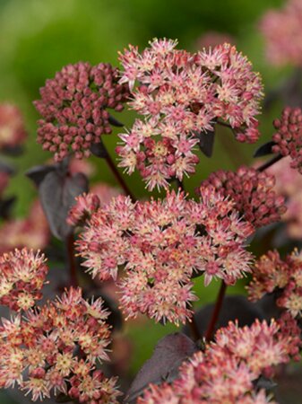 Sedum 'Purple Emperor' P9 - afbeelding 5