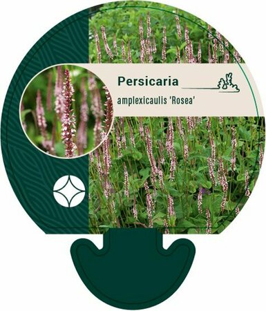Persicaria amplexicaulis 'Rosea' P9 - afbeelding 5