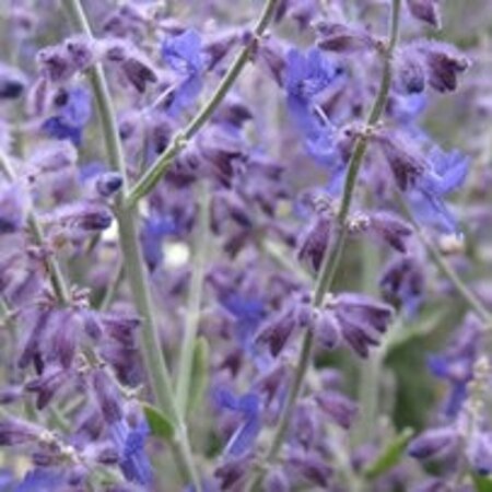 Perovskia atriplicifolia 'Little Spire' P9 - afbeelding 1