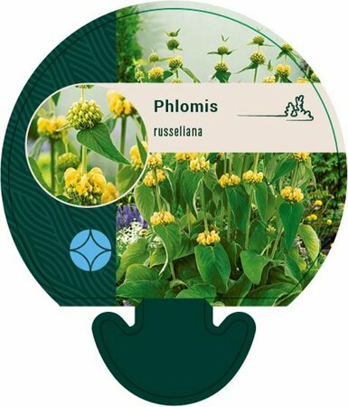Phlomis russeliana P9 - afbeelding 6