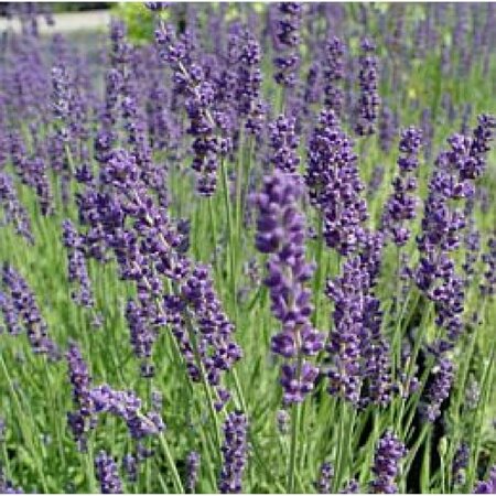 Lavandula angustifolia 'Hidcote' P9 - afbeelding 6