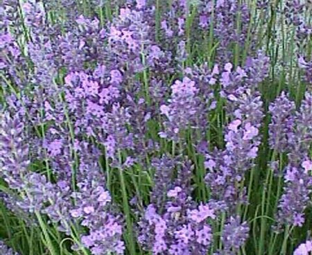 Lavandula angustifolia 'Hidcote' P9 - afbeelding 7
