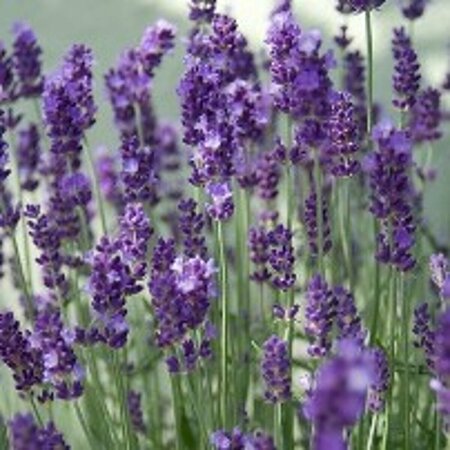 Lavandula angustifolia 'Hidcote' P9 - afbeelding 9