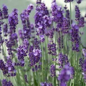 Lavandula angustifolia 'Hidcote' P9 - afbeelding 9