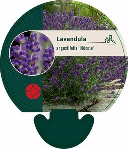Lavandula angustifolia 'Hidcote' P9 - afbeelding 5