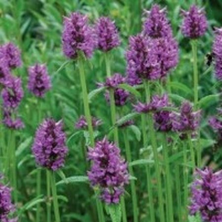 Stachys monieri 'Hummelo' P9 - afbeelding 2