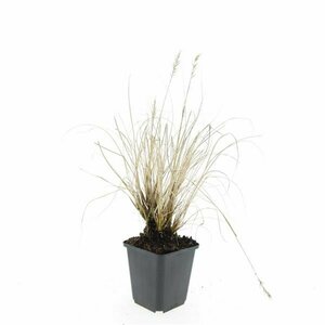 Pennisetum alopecuroides 'Hameln' P9 - afbeelding 24