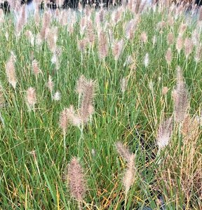 Pennisetum alopecuroides 'Hameln' P9 - afbeelding 21