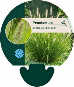 Pennisetum alopecuroides 'Hameln' P9 - afbeelding 17